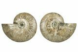 Cut & Polished, Agatized Ammonite Fossil - Crystal Filled Pockets #250381-1